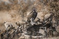 Lappet faced and white backed Vultures in Kruger National park, South Africa Royalty Free Stock Photo